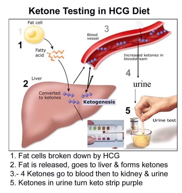 CETOSIS: QUE ES, COMO ENTRAR Y COMO HACERLO - Salud Diez