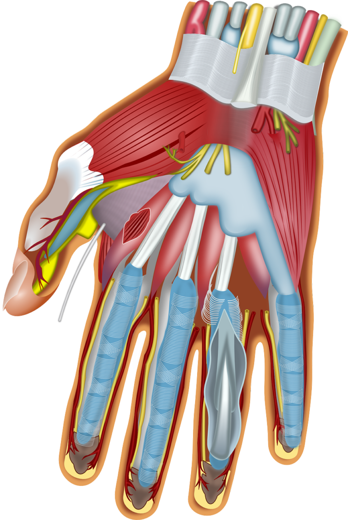 anatomía de la mano