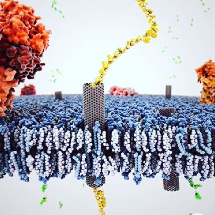 Membrana celular formada por fosfolípidos, atravesada por una proteína integral