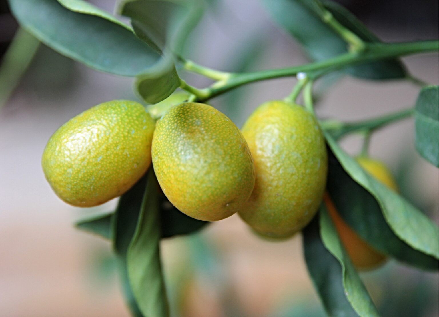 Kumquat, todo lo que debes saber sobre este pequeño cítrico Salud Diez