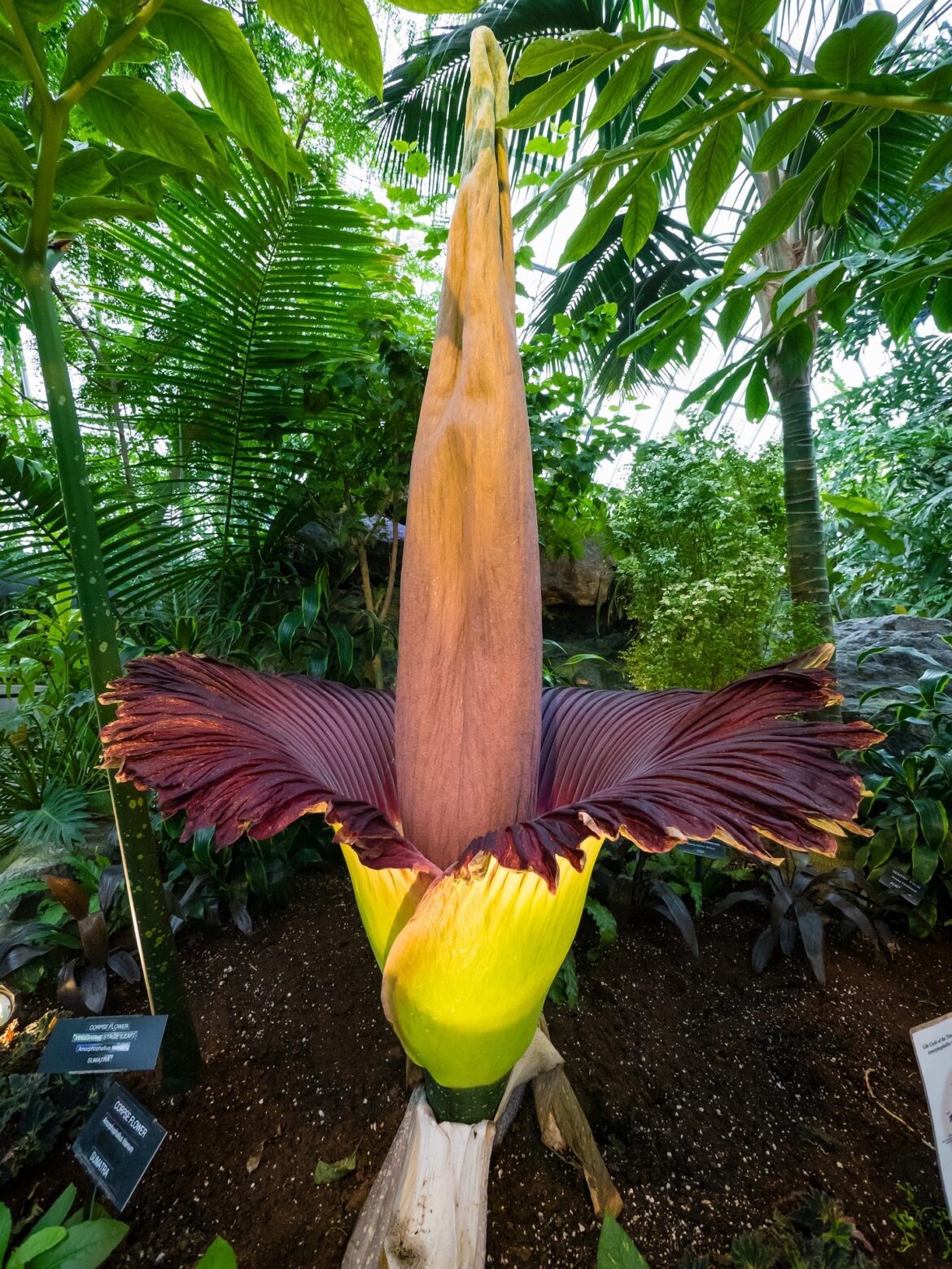 Glucomanano