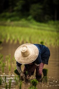 Campos de Arroz