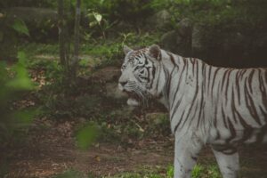 tigre albino