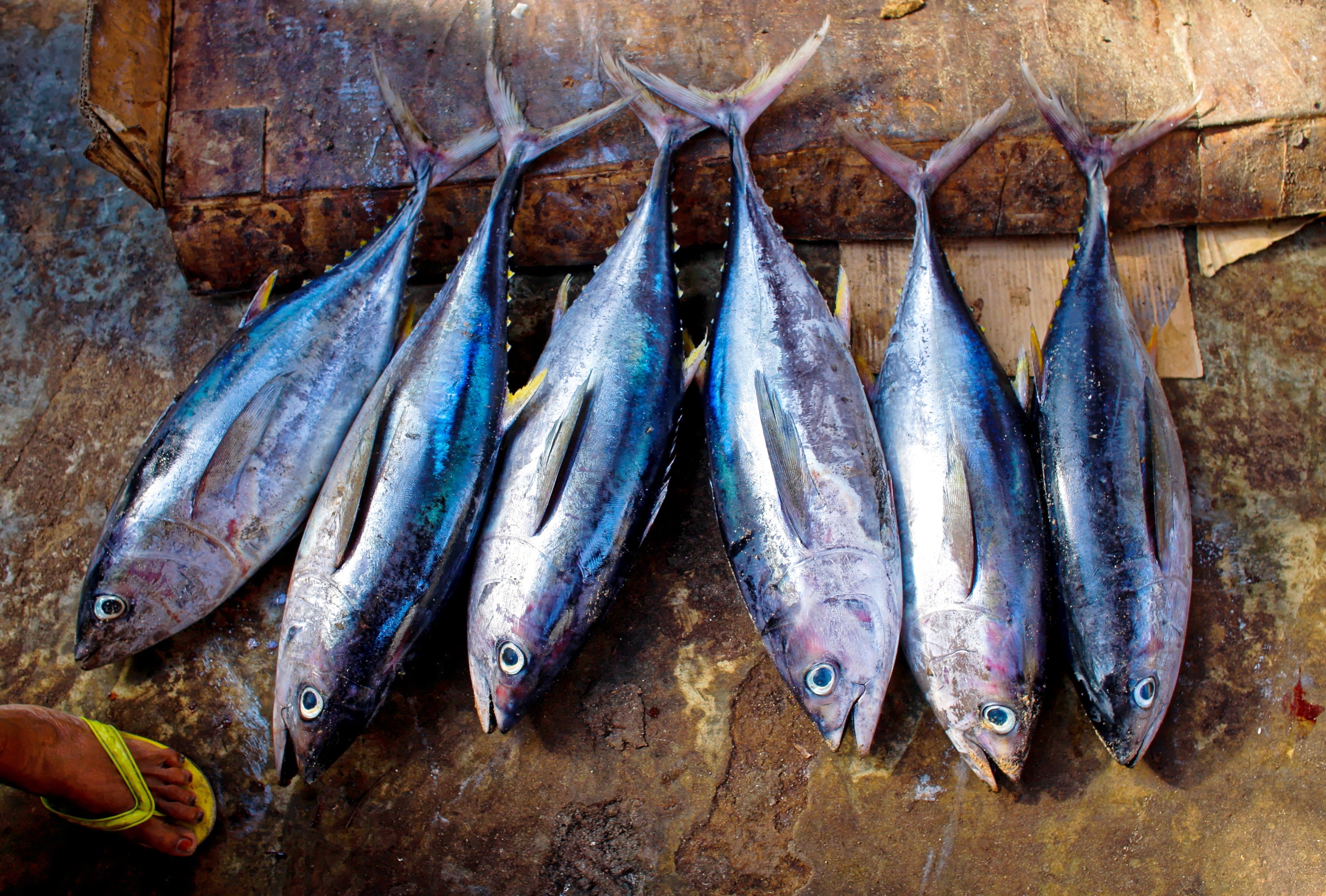 Pescado azul fresco 